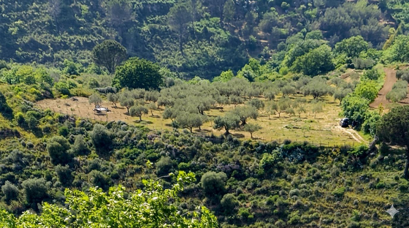 Uliveto e campagna della contrada Candilia vista dall'alto
