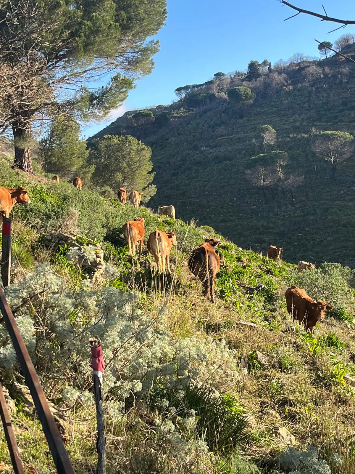 Mucche al pascolo tra le colline verdi di Candilia