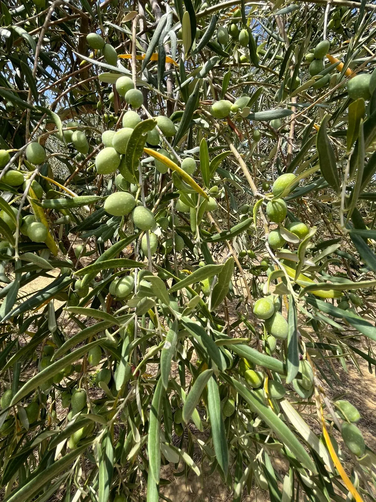 Ramo di ulivo con olive verdi in contrada Candilia